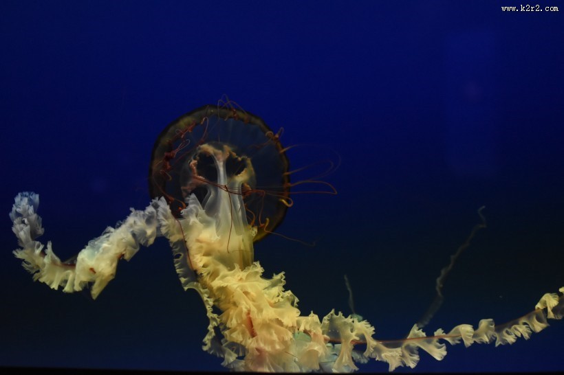 海洋中自由飘荡的水母图片大全