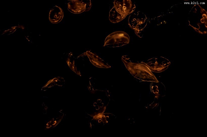 一群美丽水母图片大全