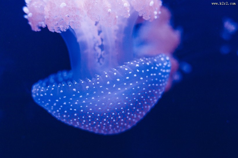 肉食性的水母图片