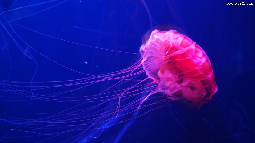 肉食性的水母图片