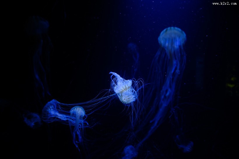 可爱的水母图片