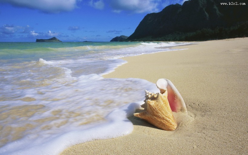 千姿百态的海螺图片