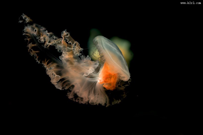 水母图片大全
