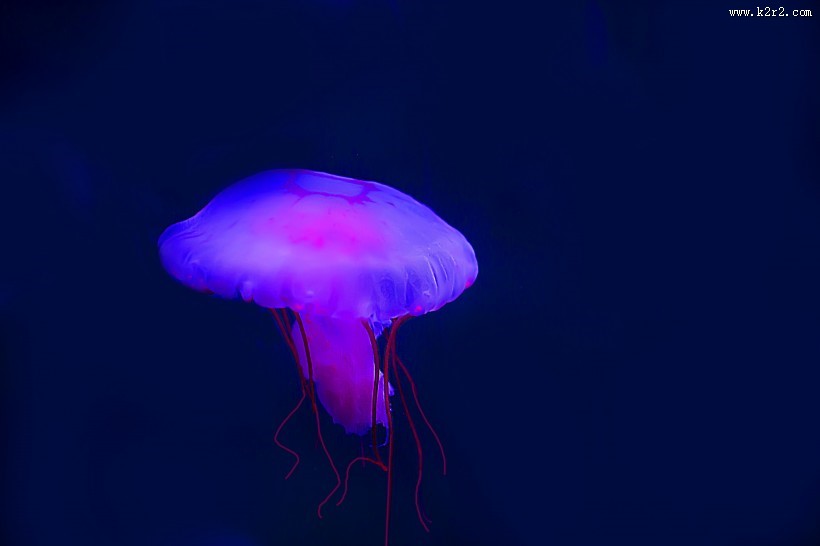 水母图片大全