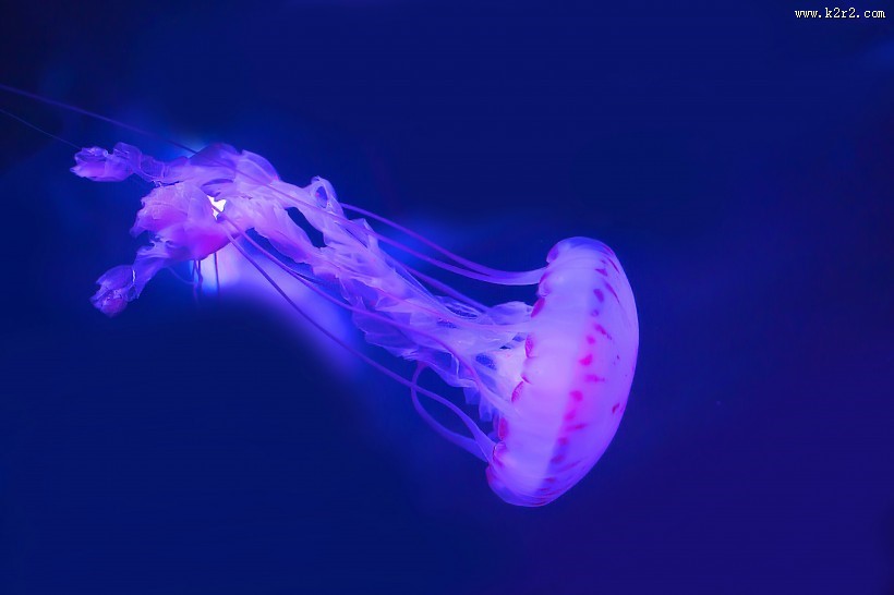 水母图片大全