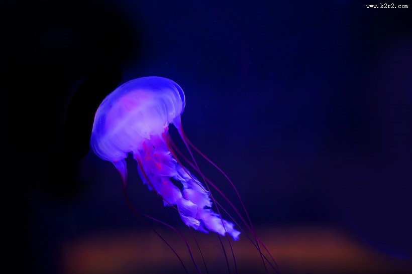 水母图片大全