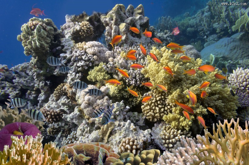 五彩斑斓的海洋鱼群图片大全