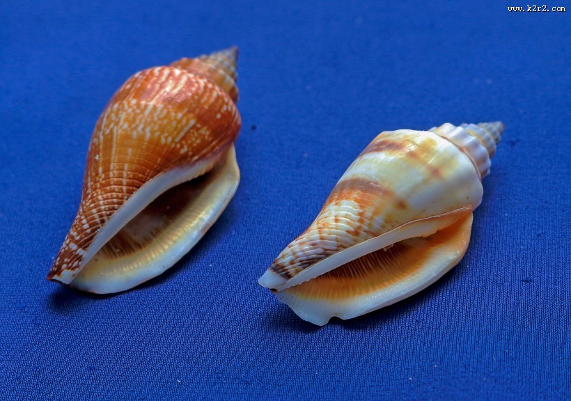 漂亮的贝壳图片