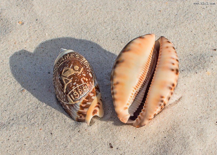 漂亮的贝壳图片