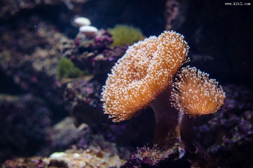 海底的珊瑚图片