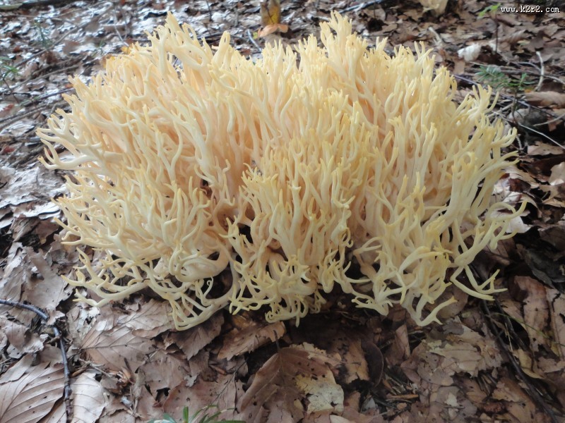 海底的珊瑚图片