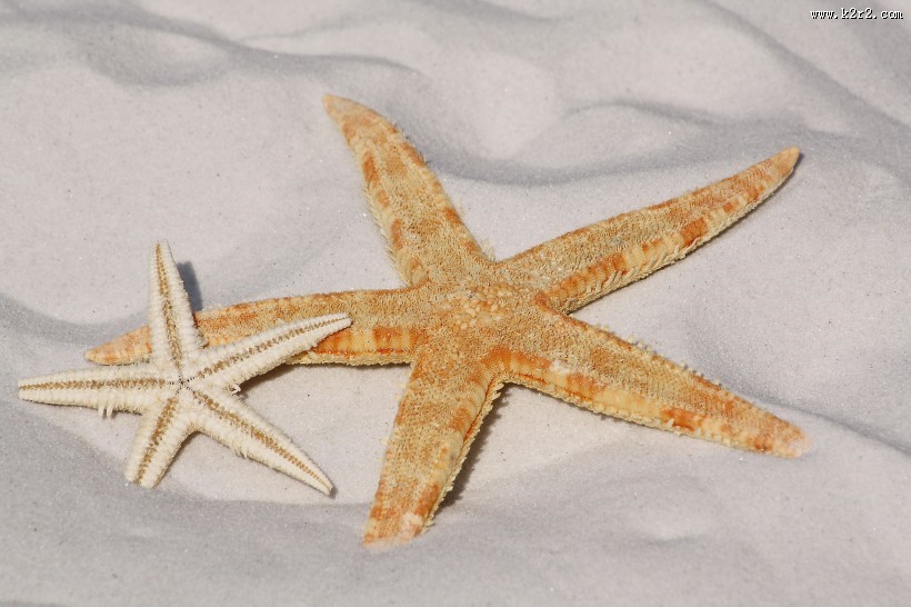 海星高清图片