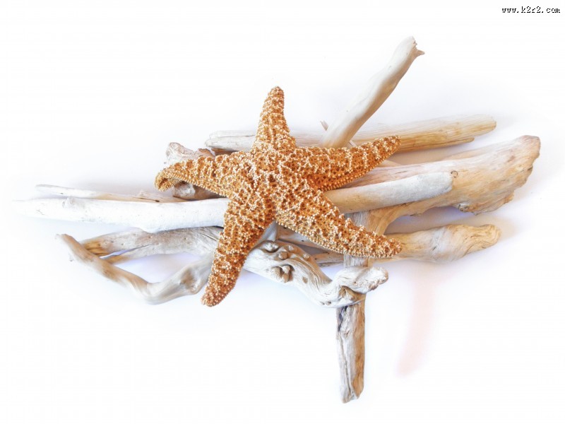 海星高清图片