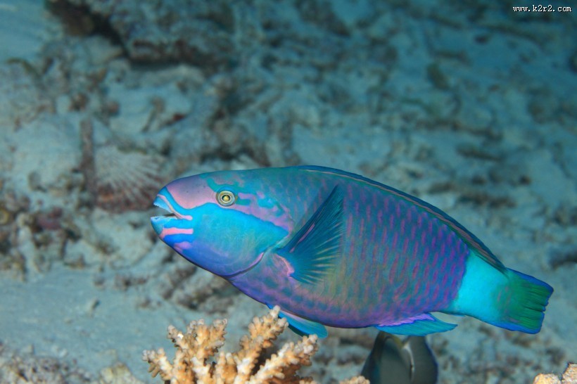 色彩鲜艳的热带海洋鱼图片大全