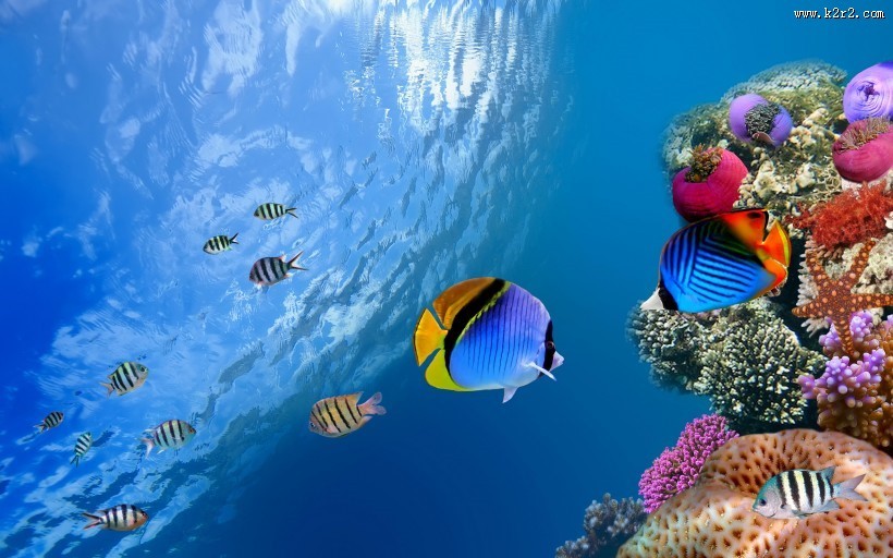 可爱热带鱼图片