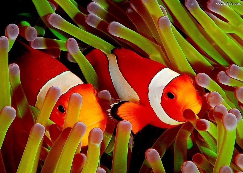 可爱热带鱼图片