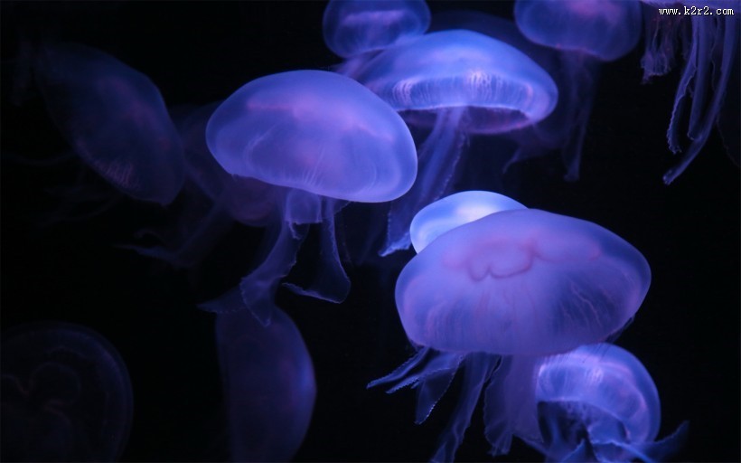 漂亮的水生动物水母图片大全