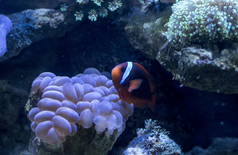 海底珊瑚图片大全