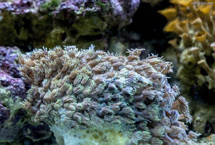 海底珊瑚图片大全