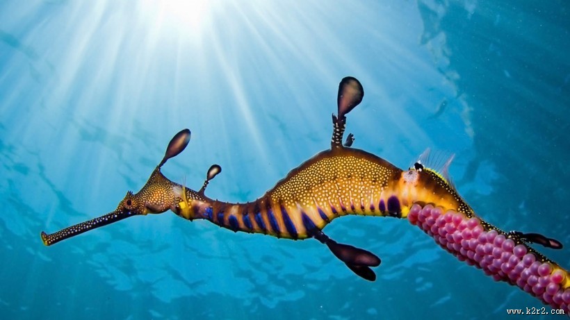 海底世界海洋生物图片大全