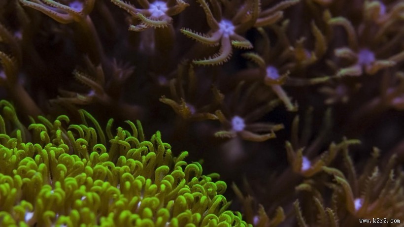 海底世界海洋生物图片大全