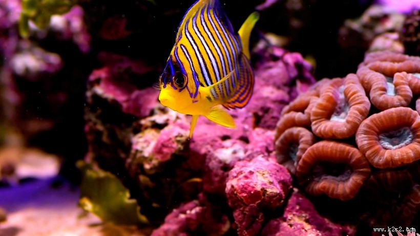 海底世界海洋生物图片大全