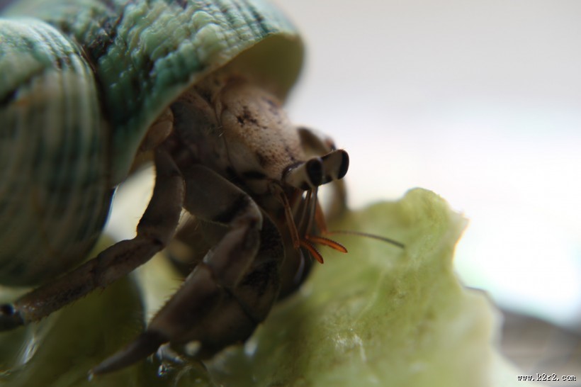 寄居蟹图片