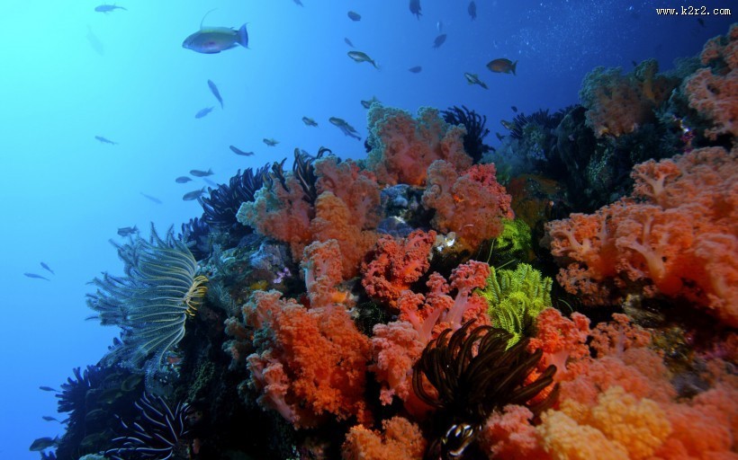 海底美丽珊瑚图片大全