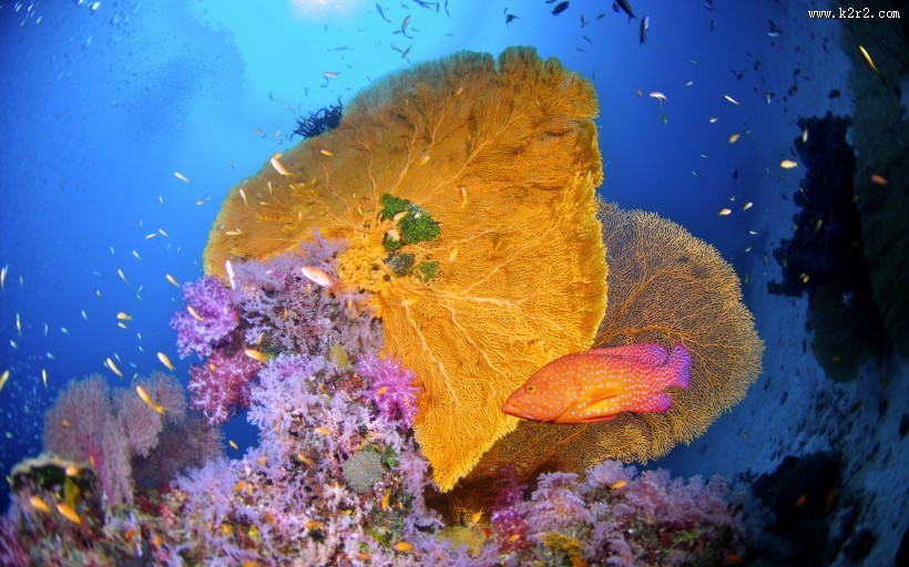 海底美丽珊瑚图片大全 第10张