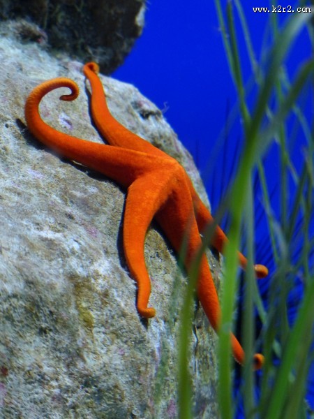 水族馆水生动物图片