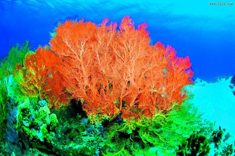 美丽海底珊瑚图片