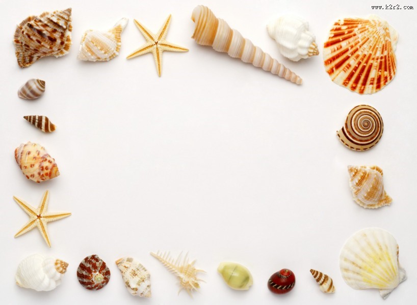 贝壳和海螺图片
