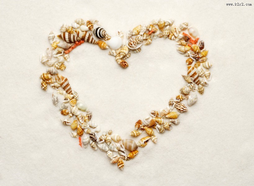 贝壳和海螺图片
