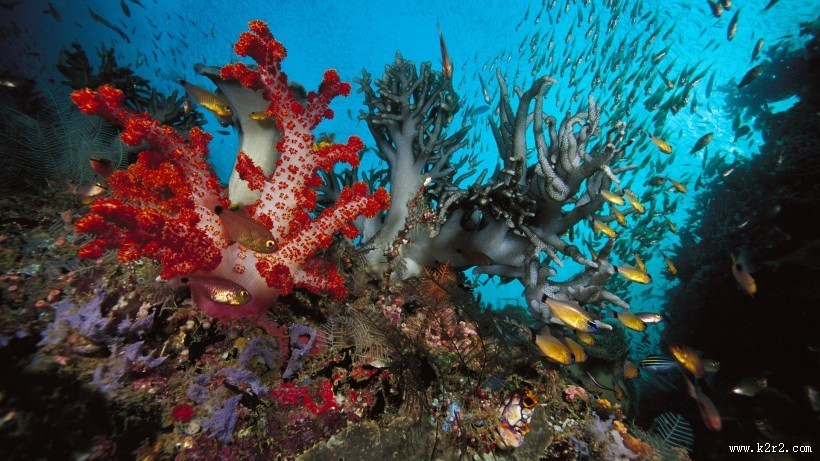 海底世界海洋生物图片