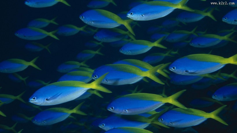 海底世界海洋生物图片