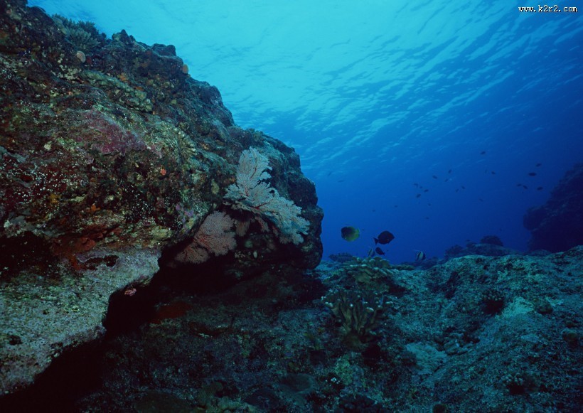 海底生物图片
