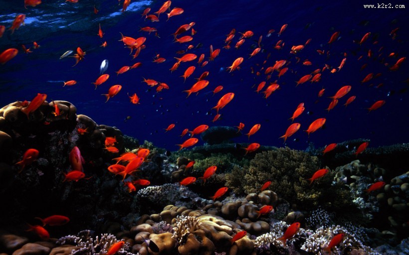 海底世界图片