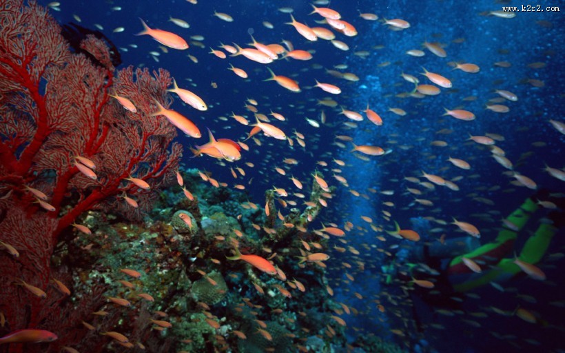 海底鱼群图片