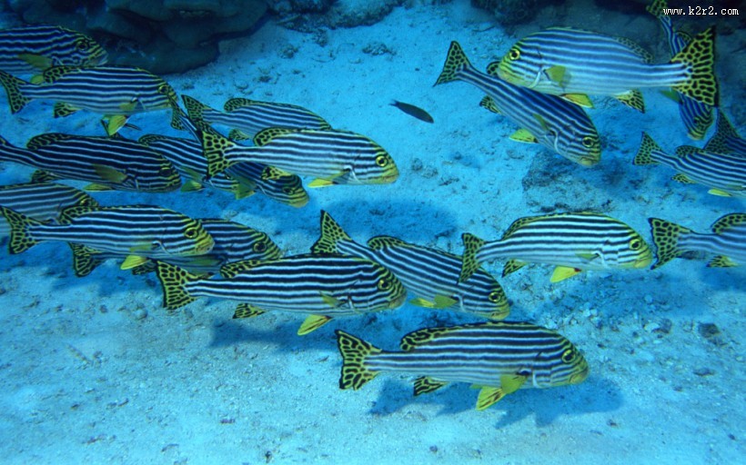 海底鱼群图片