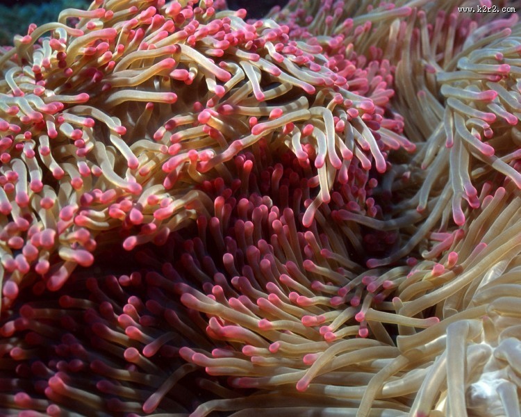 珊瑚海葵图片