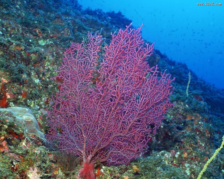 珊瑚海葵图片