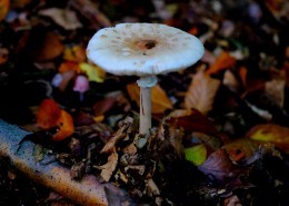 阴凉地上的一只蘑菇图片