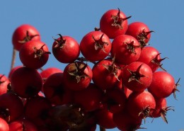 酸甜美味的山楂图片