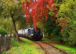 穿过秀丽风景的观光火车图片
