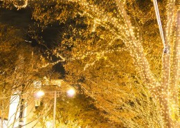 日本表参道的照明灯图片