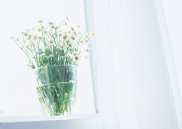 家居花草植物盆栽摆设图片大全