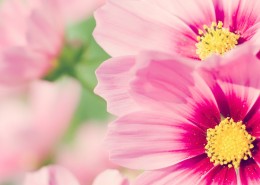 小清新雏菊花朵背景图片