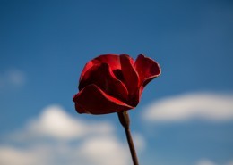 铁艺红色罂粟花图片