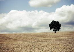 一棵孤独生长的树图片