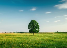 草原上的一棵树图片